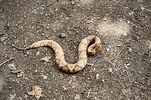 Copperhead Certain Closeup