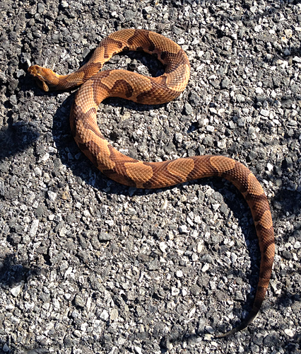 Copperhead Certain Closeup